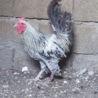 مرغ وخروس