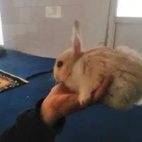 خرگوش مینیاتوری سالم وآرام