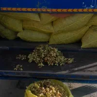خرید پسته کال.