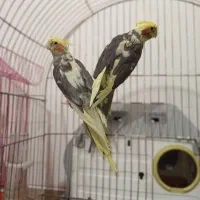 جفت عروس هلندی