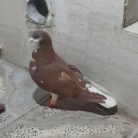 شهری|پرنده|شیراز, شیخ علی چوپان|دیوار