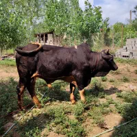 گاو نر دورگ محلی