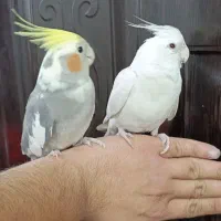 2 عدد عروس هلندی جوان دستی