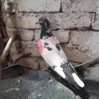 کبوتر