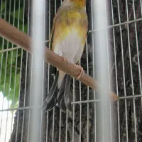 پرنده