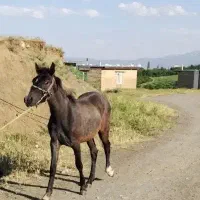 کره اسب یورقه