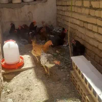 مرغ تخم گذار خروس و دان مرغی