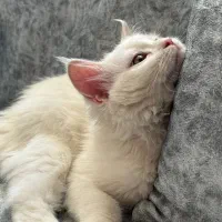 بچه گربه پرشین