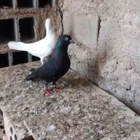 یه جفت کفتر اس