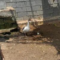 قاز