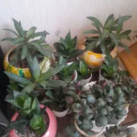 گلدون قیمت مناسب