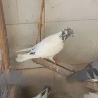 کفتر پرشی و زینتی