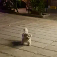 واگذاری سگ شیتزو پامرین