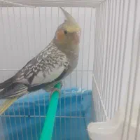 عروس هلندی