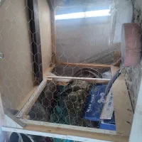 قفس گنجه کفتر
