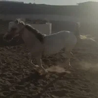 فروش اسب