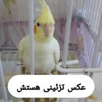 عروس هلندی پیدا شده