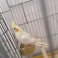 جوجه سه ماهه عروس هندی