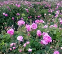 کلاب وانواع عزقیجات