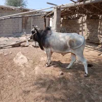 نرگاو|حیوانات مزرعه|قشم, |دیوار