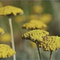 آموزش حجامت بادکش و زالودرمانی