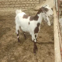 بزغاله