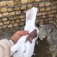 کبوتر پریشی قم ساعت سنگین