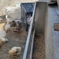 جوجه نژاد برهما وکوشین ازنصل وارداتی