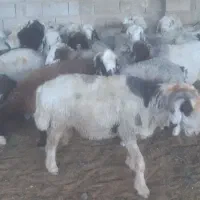 میش داشتی