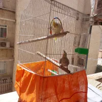 عروس های بسیار زیبا و جوان