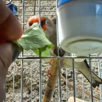 شاه سره جفتی قناری و سره