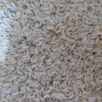 برنج خوبِ ایرانی