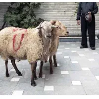قصاب و ذبح گوسفند در محل