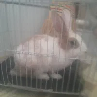 خرگوش بازیگوش