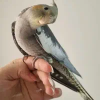 جوجه عروس هلندی