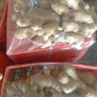 تایلندی اصل زنجبیل درجه یک
