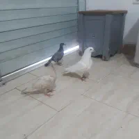 کفتر|پرنده|مشهد, عنصری|دیوار