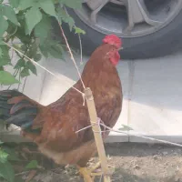 خروس ۴۰ تاج
