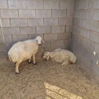 میش، شیشک ، بره، چاق حسابی،