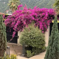 نگهداری / آبیاری