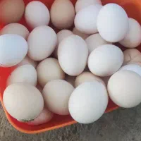 تخم مرغ محلی