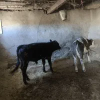 گوساله نر