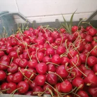گیلاس، البالوی درجه یک250