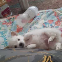 سگ خانگی|سگ|قم, بنیاد|دیوار