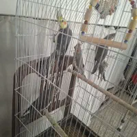 ۴ عدد عروس هلندی
