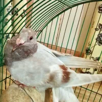 کفتر