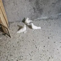 کبوتر راعبی کفتر راعبی کفتر کربلایی
