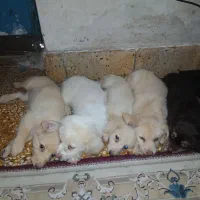 پامر|سگ|بهبهان, |دیوار