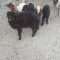 گوسفند یابره نراوماده