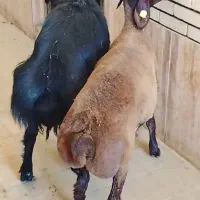 بره ماده قره قزل و افشار